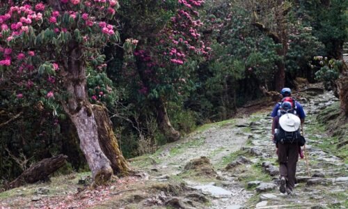 Trail leaving up into the rhododendron forest trakking