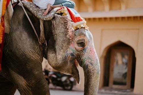 elephant-ride