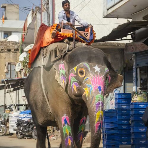 elephant-ride2 elephant-ride2