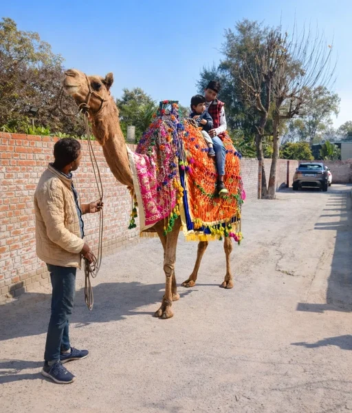 camel-ride-for-rental